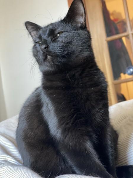 Enlarge Sushi, a ADOPTABLE Domestic Short Hair in Montreal, QC image 3/6