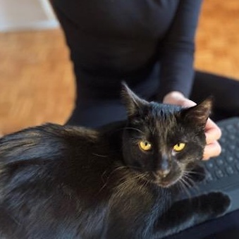 Sushi, an adopted Domestic Short Hair in Montreal, QC image 6/6