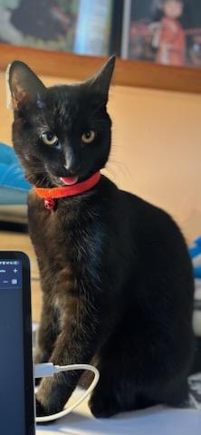 Sushi, an adopted Domestic Short Hair in Montreal, QC image 4/6