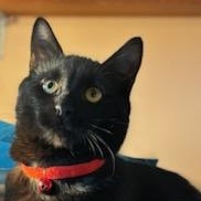 Sushi, an adopted Domestic Short Hair in Montreal, QC image 5/6
