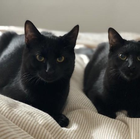 Enlarge Sushi, a ADOPTABLE Domestic Short Hair in Montreal, QC image 4/6