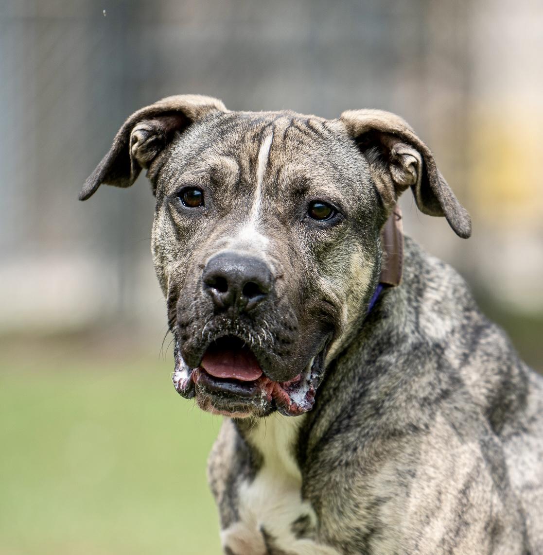 Jawa, Adult Male Great Dane