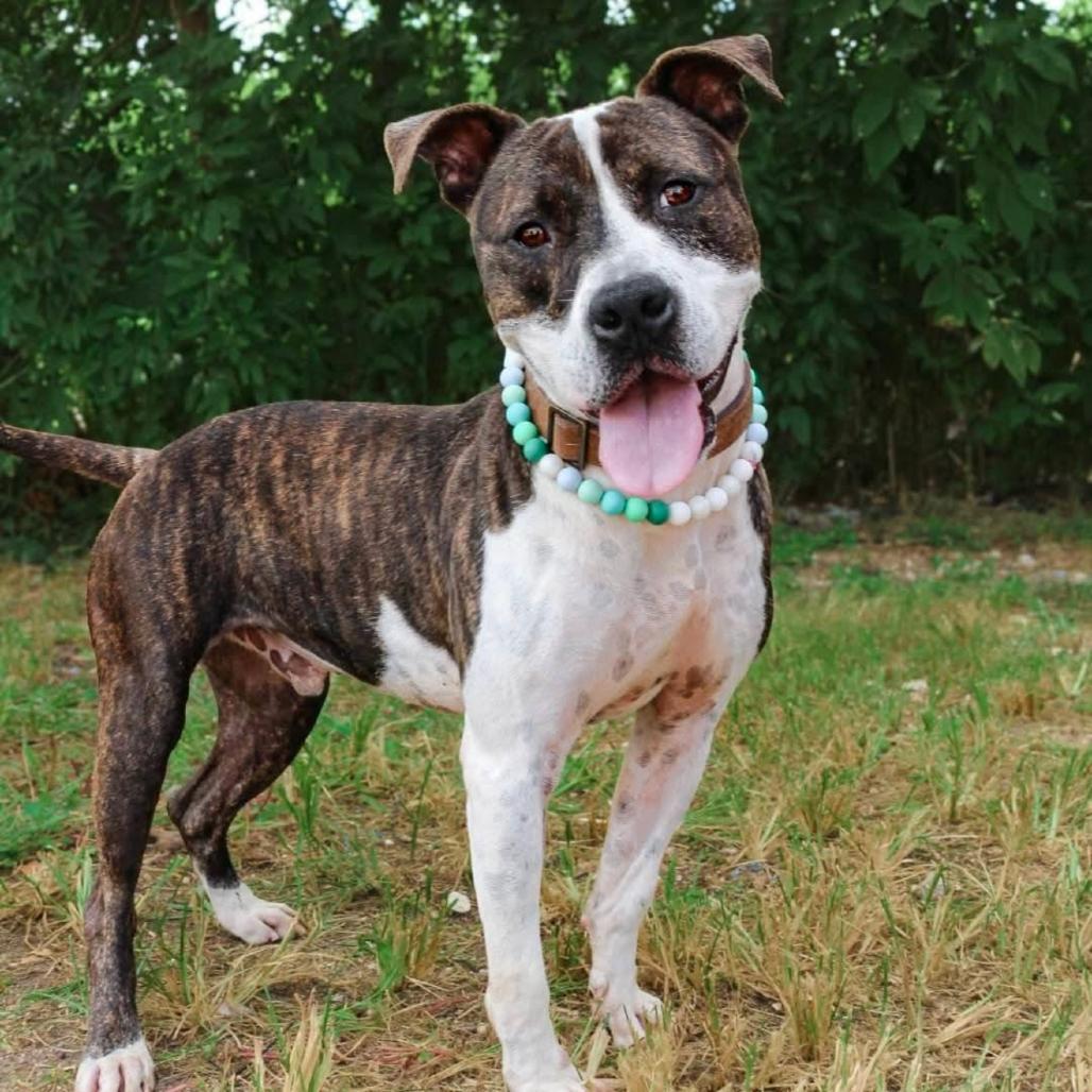 Frankenstein, a Adoptable Pit Bull Terrier in Lake Jackson, TX image 1/5