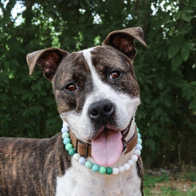Frankenstein, a Adoptable Pit Bull Terrier in Lake Jackson, TX image 2/5