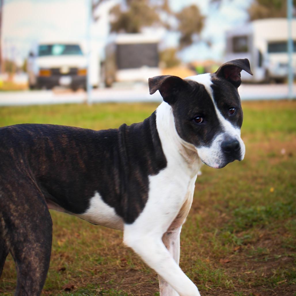 Frankenstein, a Adoptable Pit Bull Terrier in Lake Jackson, TX image 3/5