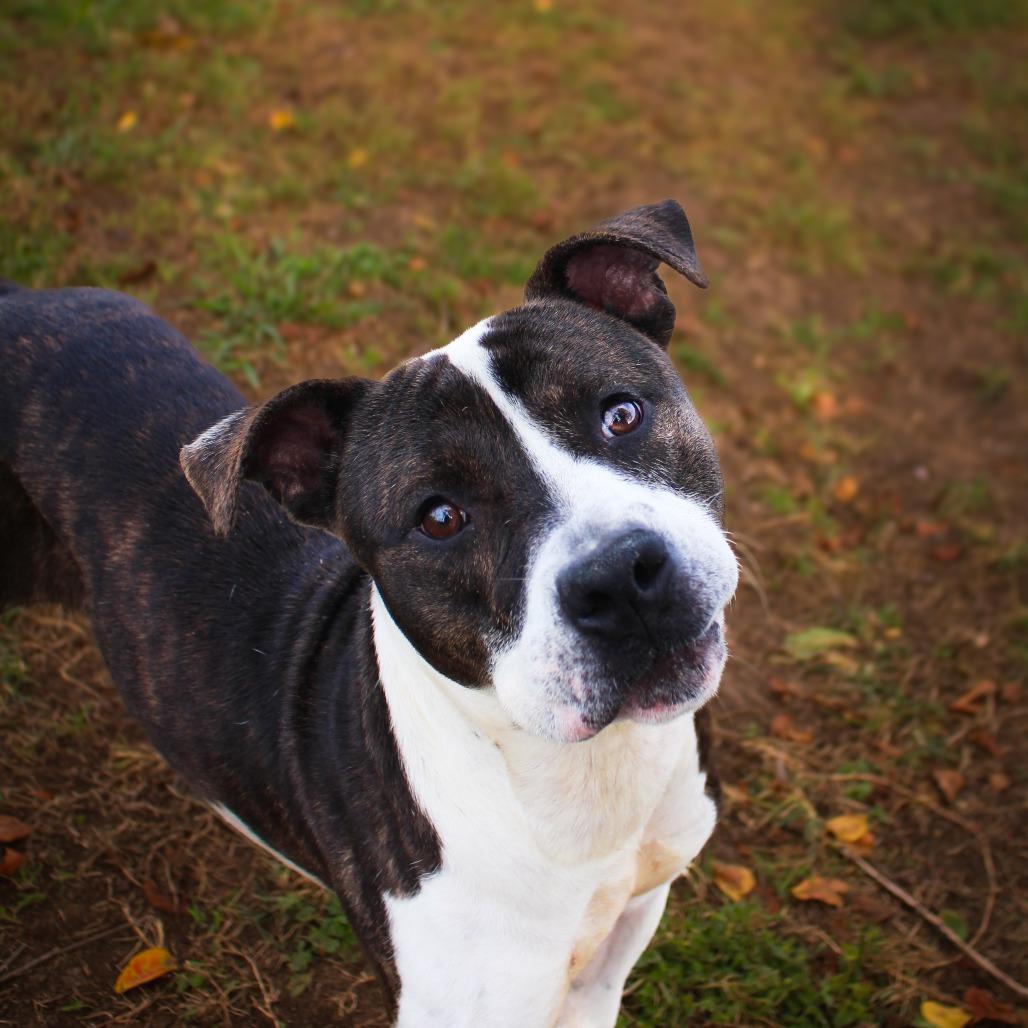 Frankenstein, a Adoptable Pit Bull Terrier in Lake Jackson, TX image 4/5