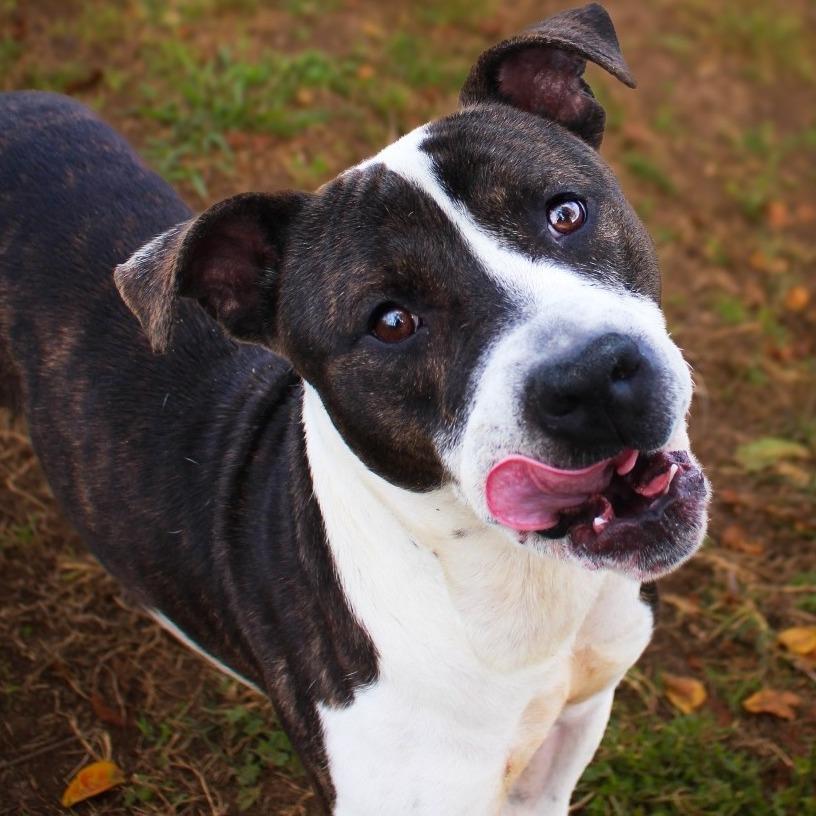 Frankenstein, a Adoptable Pit Bull Terrier in Lake Jackson, TX image 5/5