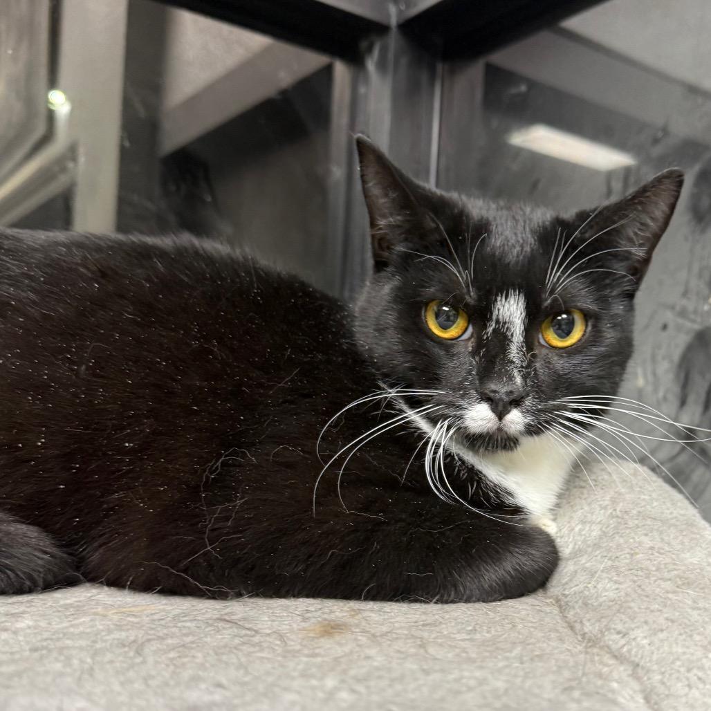 Enlarge Queen Tuxankhamun, a Adoptable Domestic Short Hair in Monticello, IA image 3/6