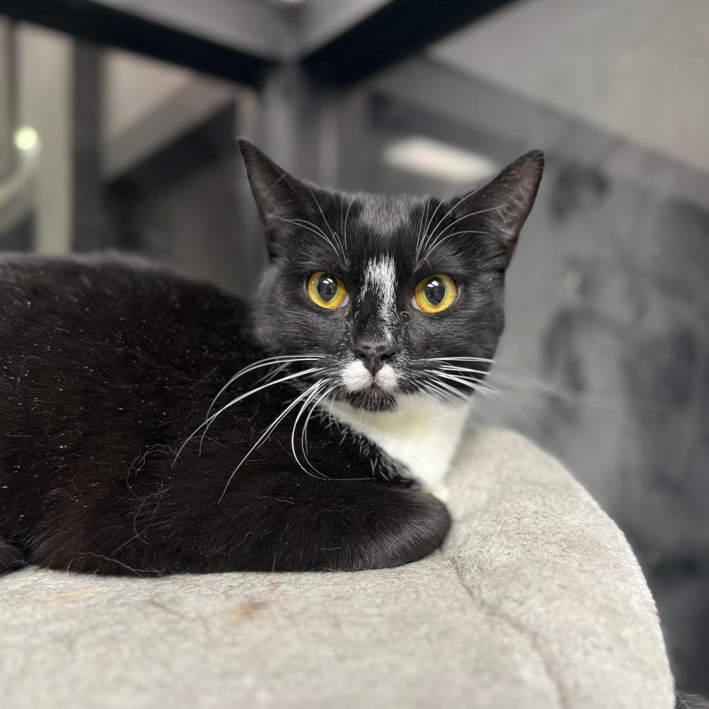Queen Tuxankhamun, Adoptable, Young Female Domestic Short Hair.