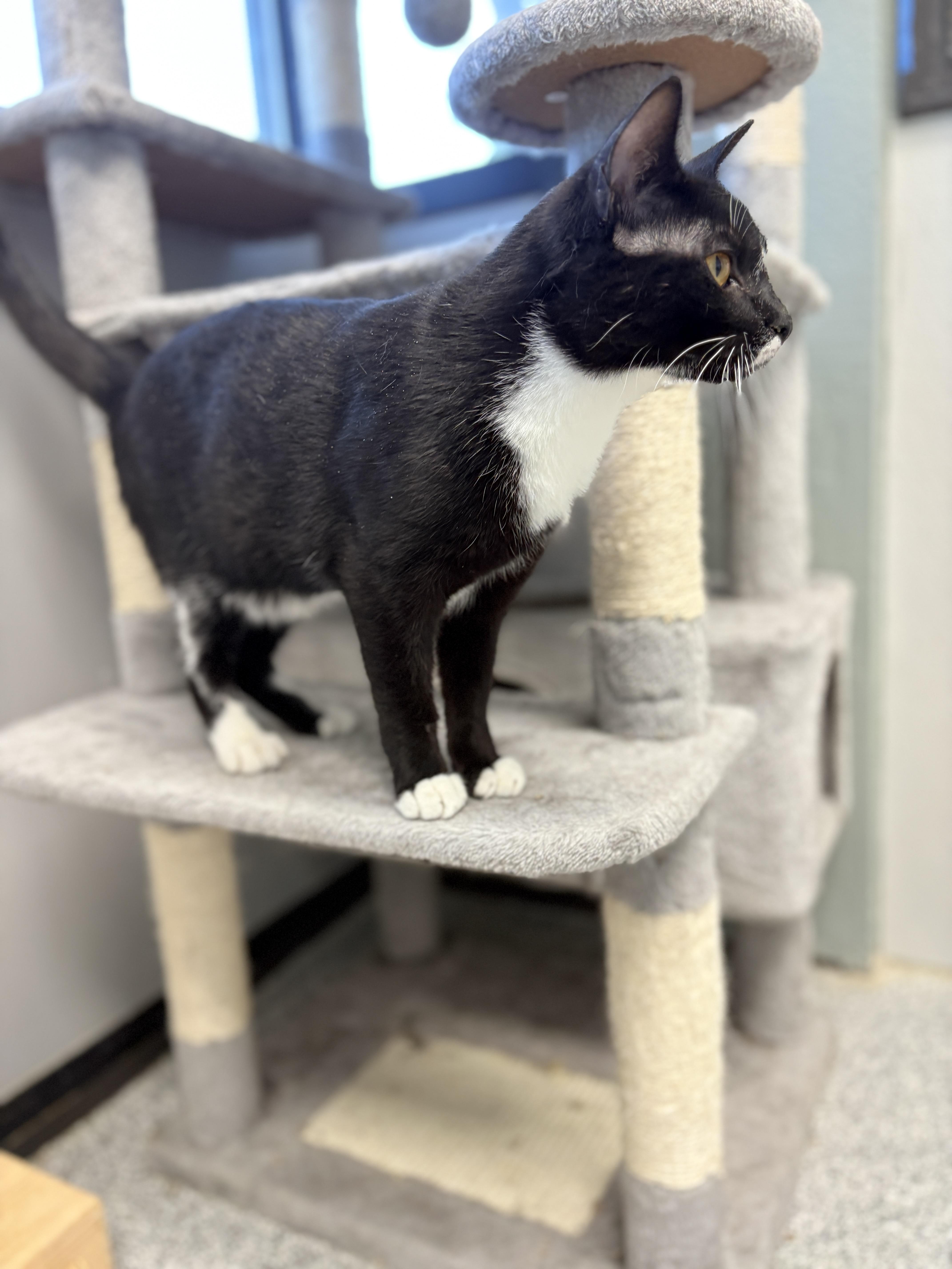 Enlarge Queen Tuxankhamun, a Adoptable Domestic Short Hair in Monticello, IA image 4/6