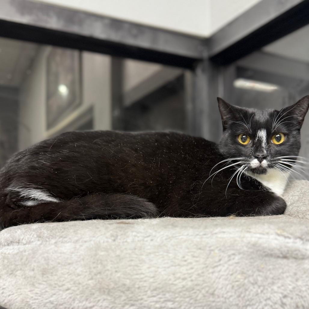 Enlarge Queen Tuxankhamun, a Adoptable Domestic Short Hair in Monticello, IA image 2/6