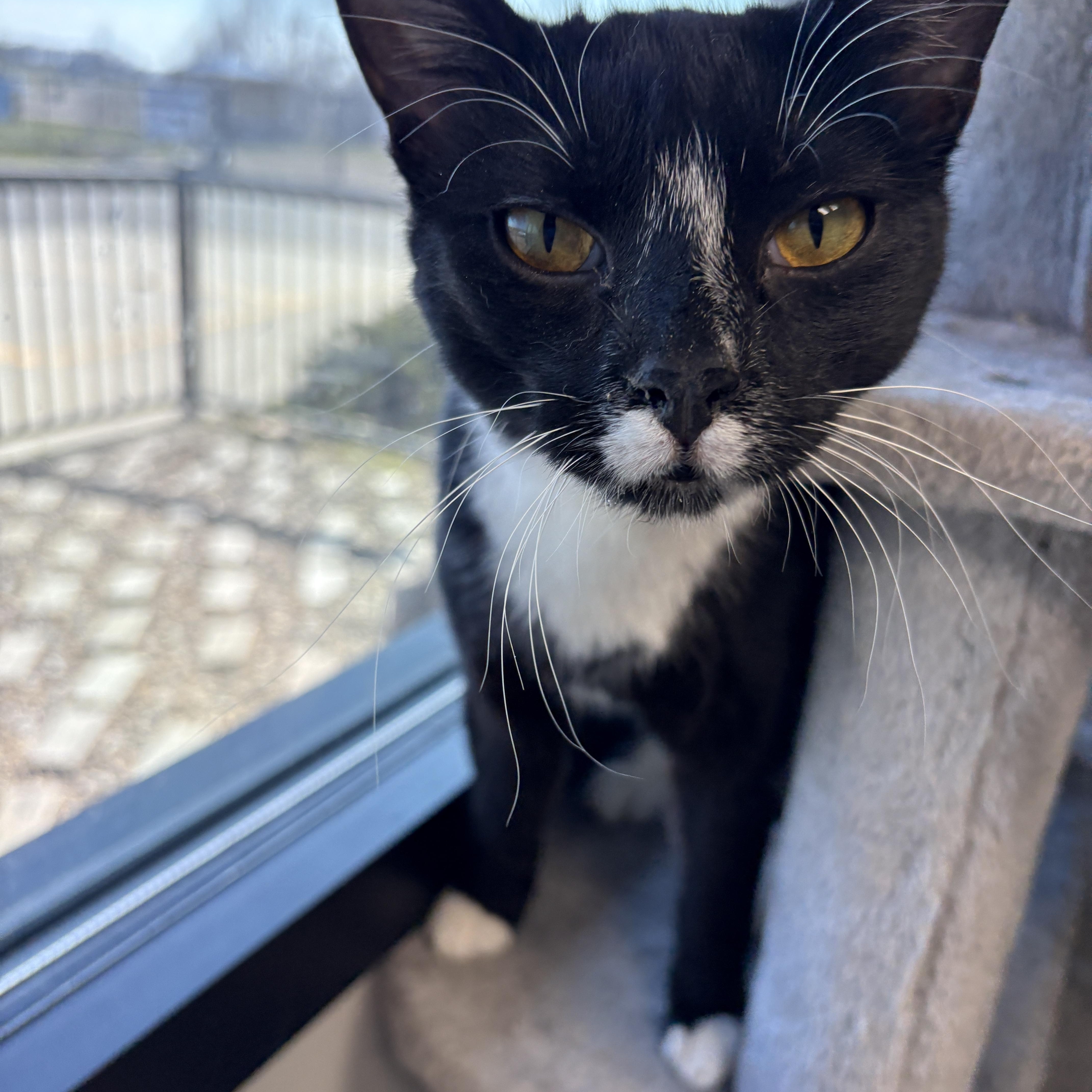 Enlarge Queen Tuxankhamun, a Adoptable Domestic Short Hair in Monticello, IA image 5/6