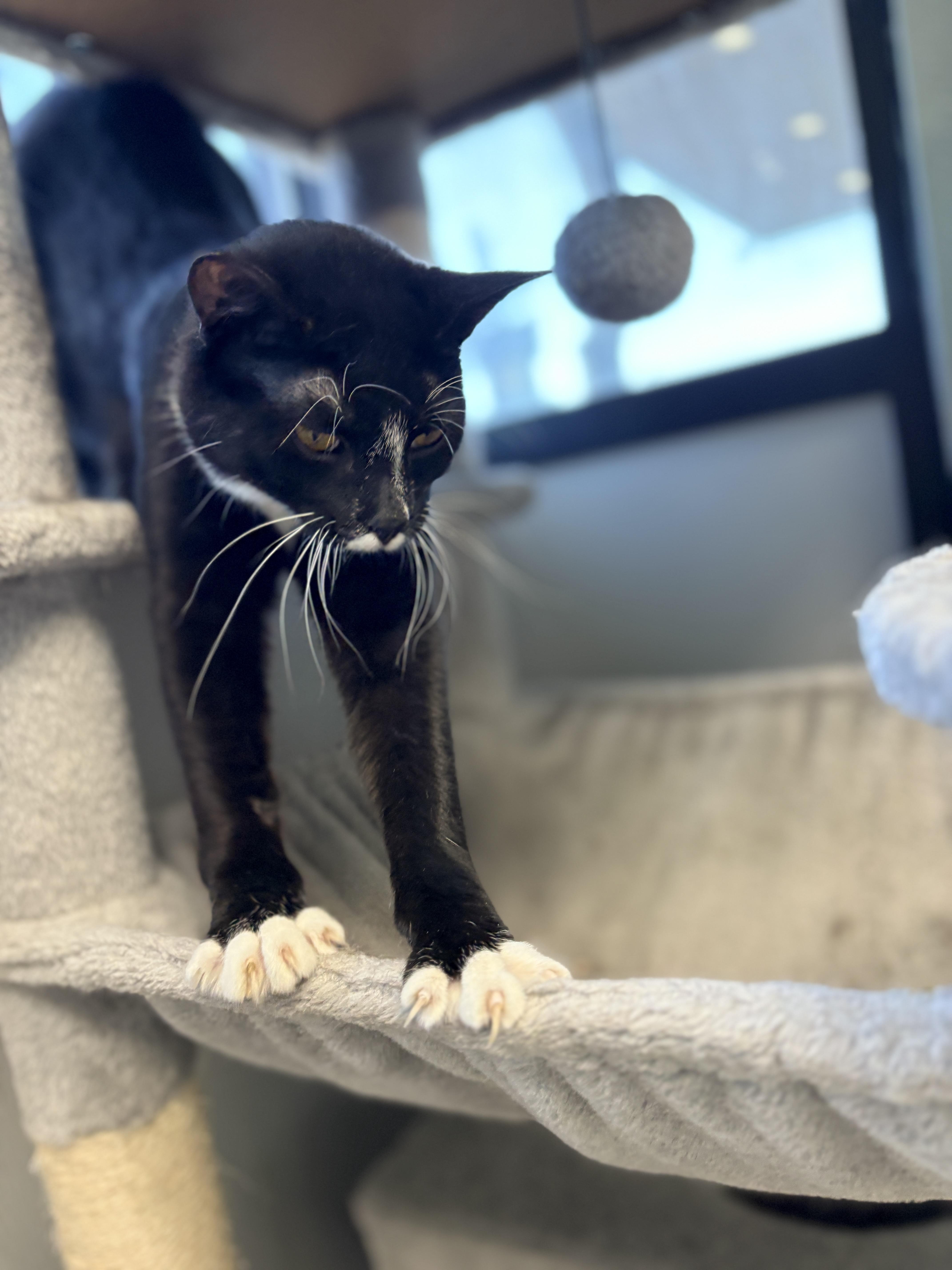 Enlarge Queen Tuxankhamun, a Adoptable Domestic Short Hair in Monticello, IA image 6/6