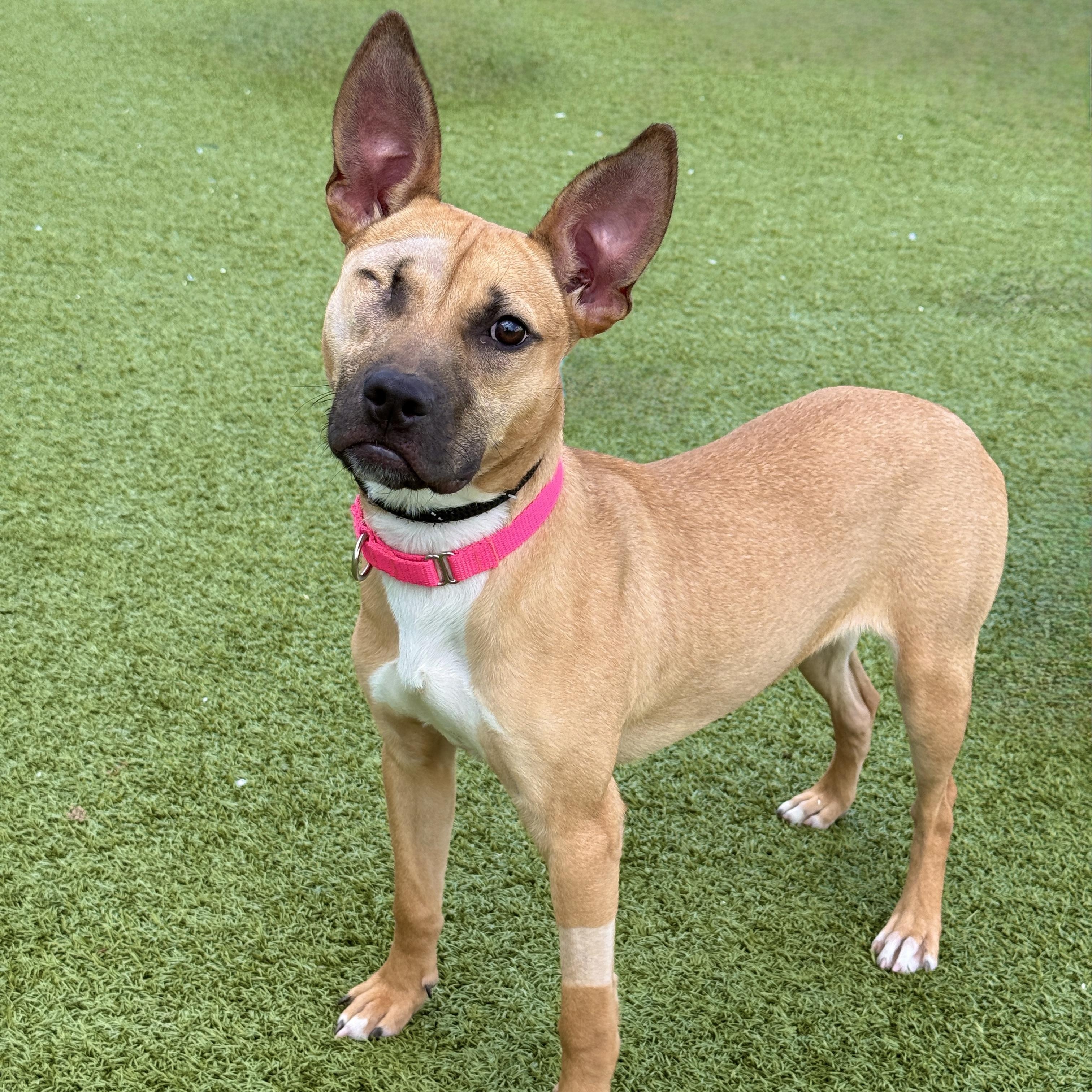 Penne , adopted, Adult Female Pit Bull Terrier.
