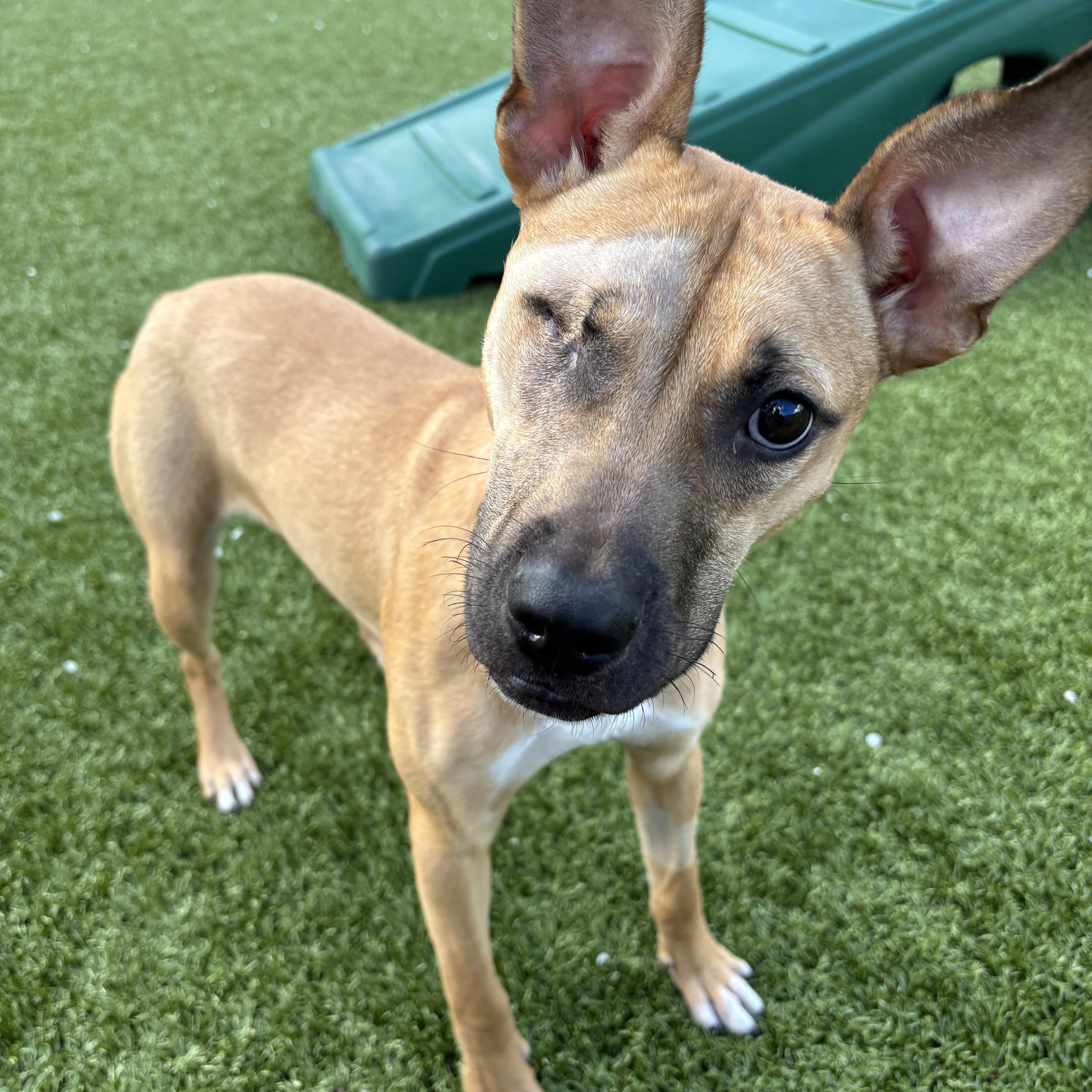 Penne , an adopted mixed breed in Columbus, OH image 4/5