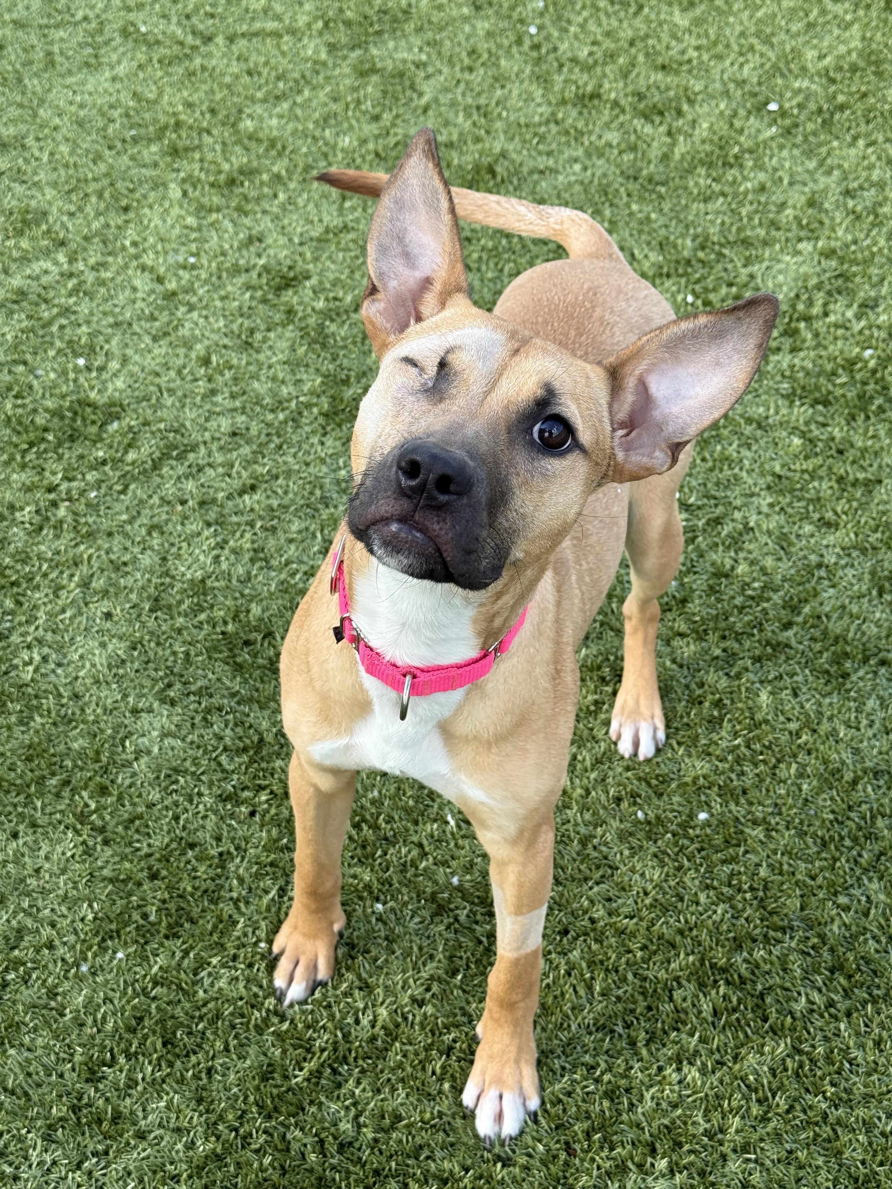 Penne , an adopted mixed breed in Columbus, OH image 2/5