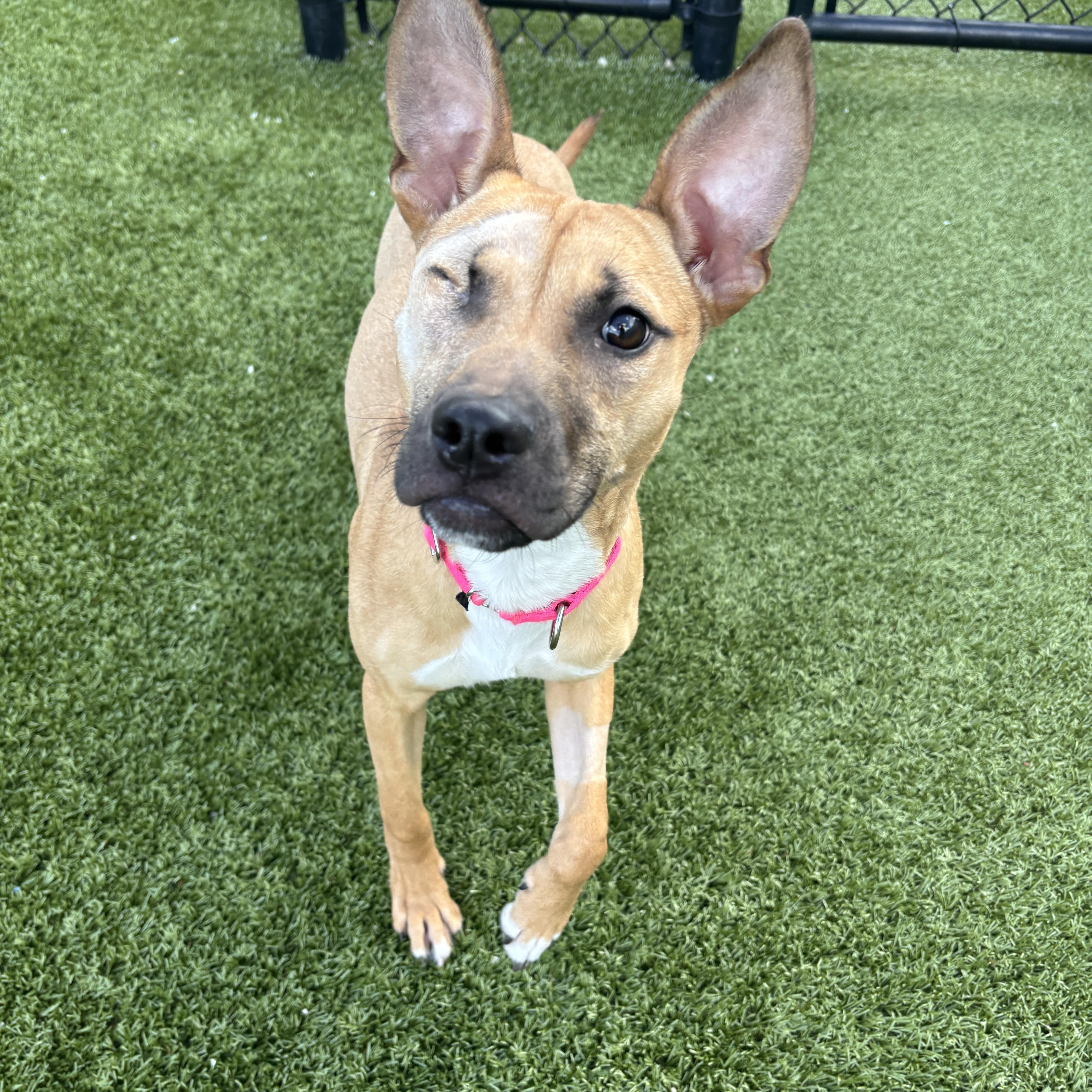 Penne , an adopted mixed breed in Columbus, OH image 5/5