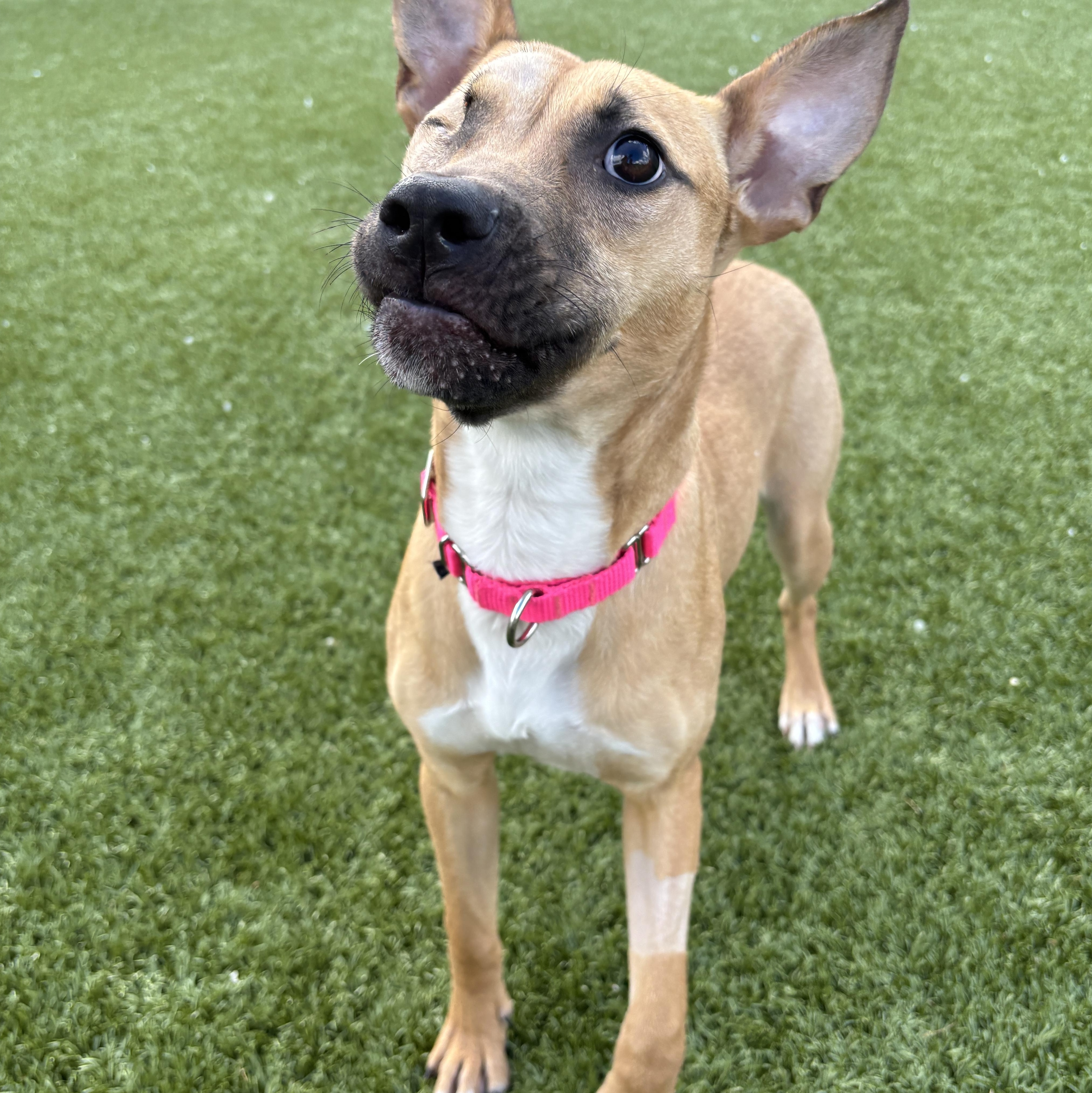 Penne , an adopted mixed breed in Columbus, OH image 3/5