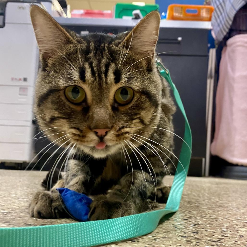 Chorizo, Adoptable, Adult Male Domestic Short Hair.