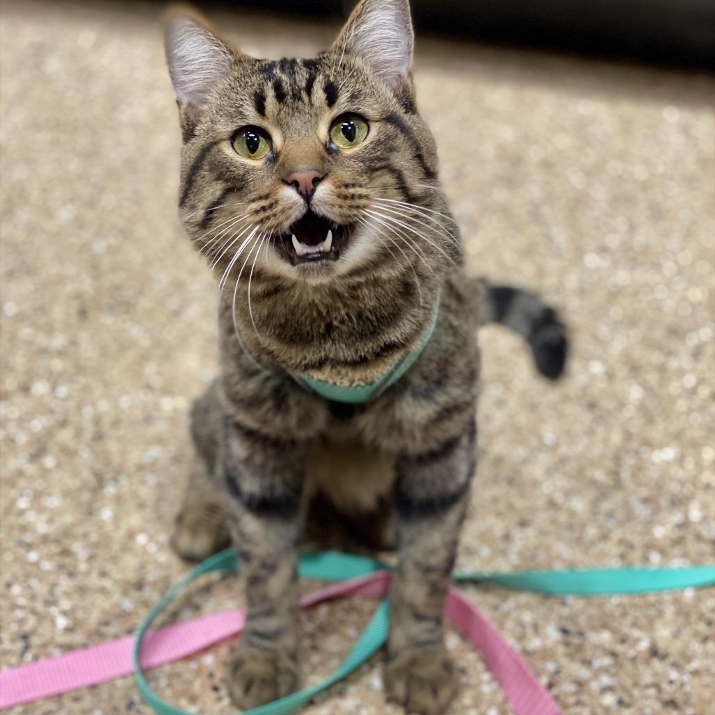 Chorizo, a Adoptable Domestic Short Hair in Tempe, AZ image 2/6
