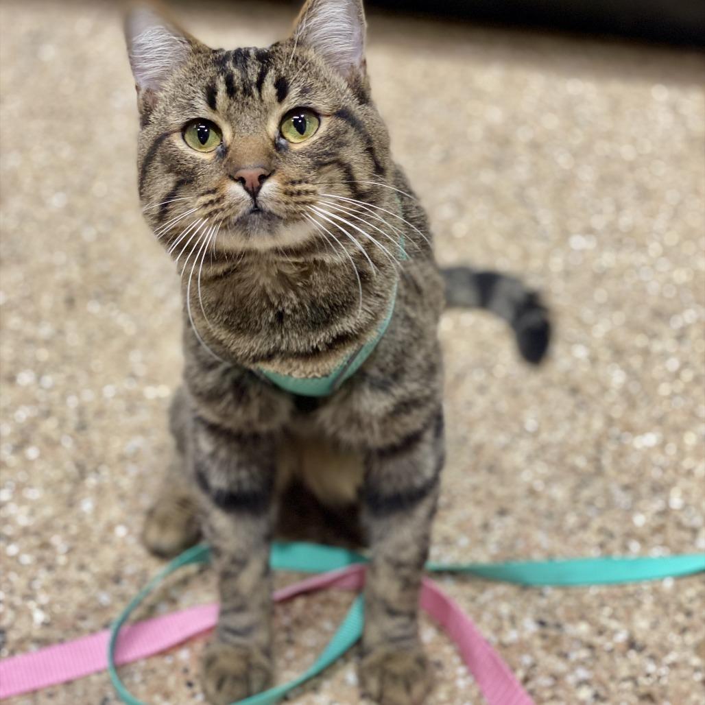 Chorizo, a Adoptable Domestic Short Hair in Tempe, AZ image 3/6