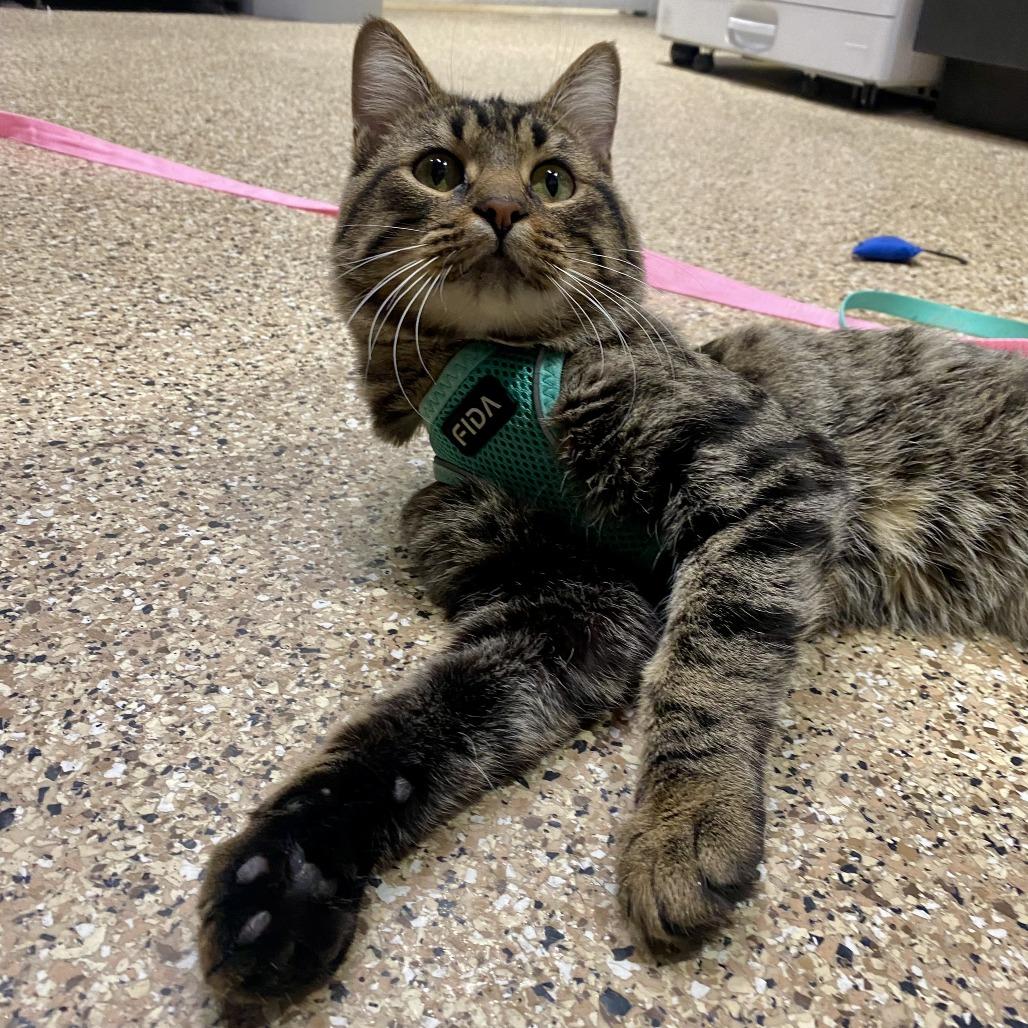 Chorizo, a Adoptable Domestic Short Hair in Tempe, AZ image 4/6