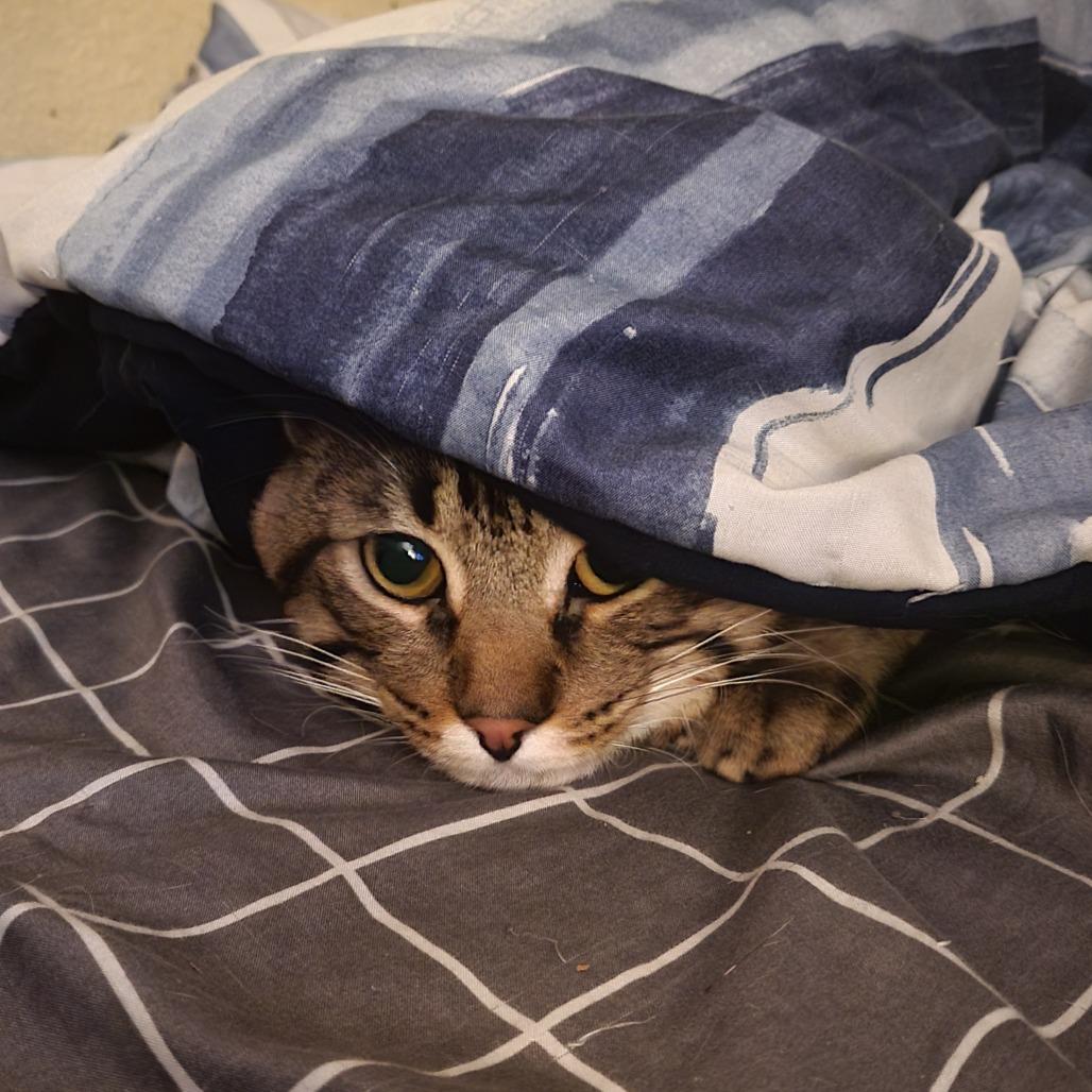 Chorizo, a Adoptable Domestic Short Hair in Tempe, AZ image 5/6