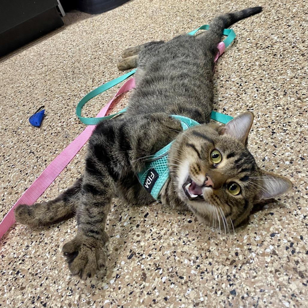 Chorizo, a Adoptable Domestic Short Hair in Tempe, AZ image 6/6