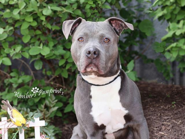 Enlarge NITRO, a Adoptable mixed breed in Omaha, NE image 1/1