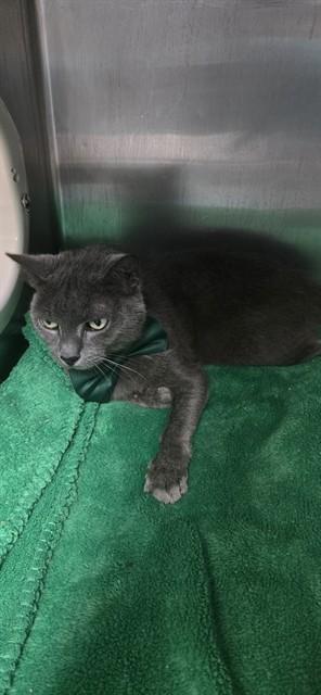 BEBE, Adoptable, Senior Female Domestic Short Hair.