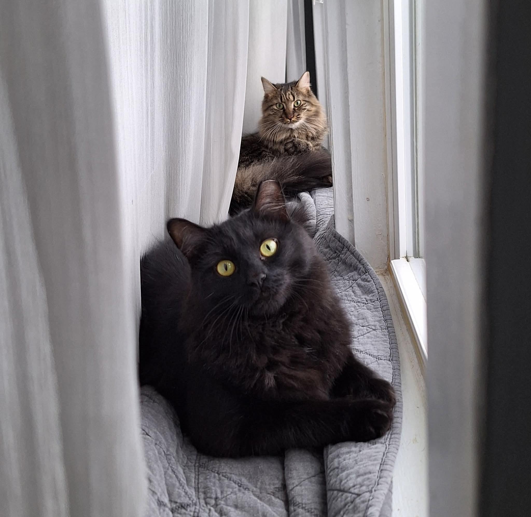 Enlarge Sparrow, a ADOPTABLE Domestic Medium Hair in Carnegie, PA image 2/6