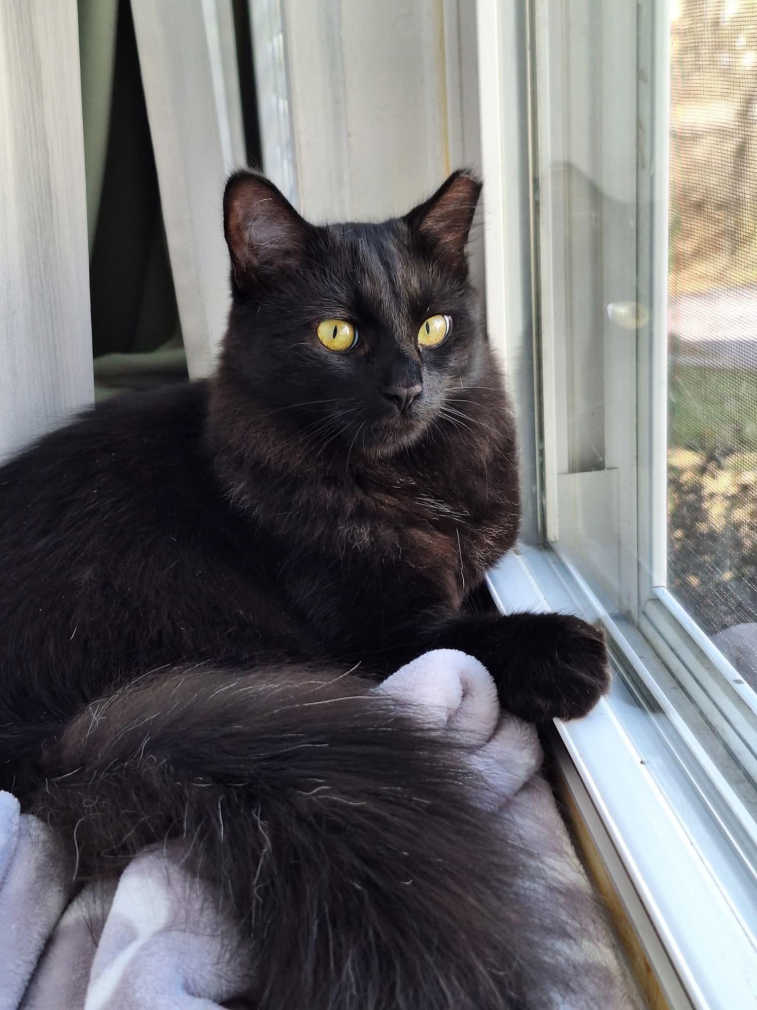 Sparrow, ADOPTABLE, Young Male Domestic Medium Hair.