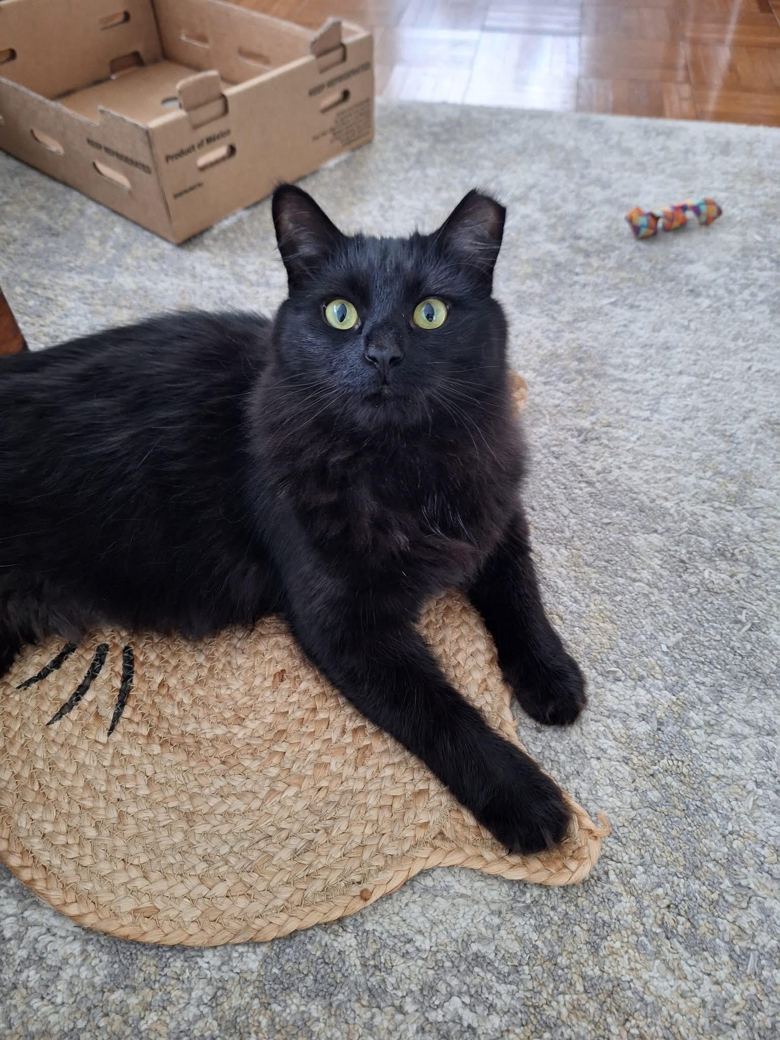 Sparrow, a ADOPTABLE Domestic Medium Hair in Carnegie, PA image 2/6