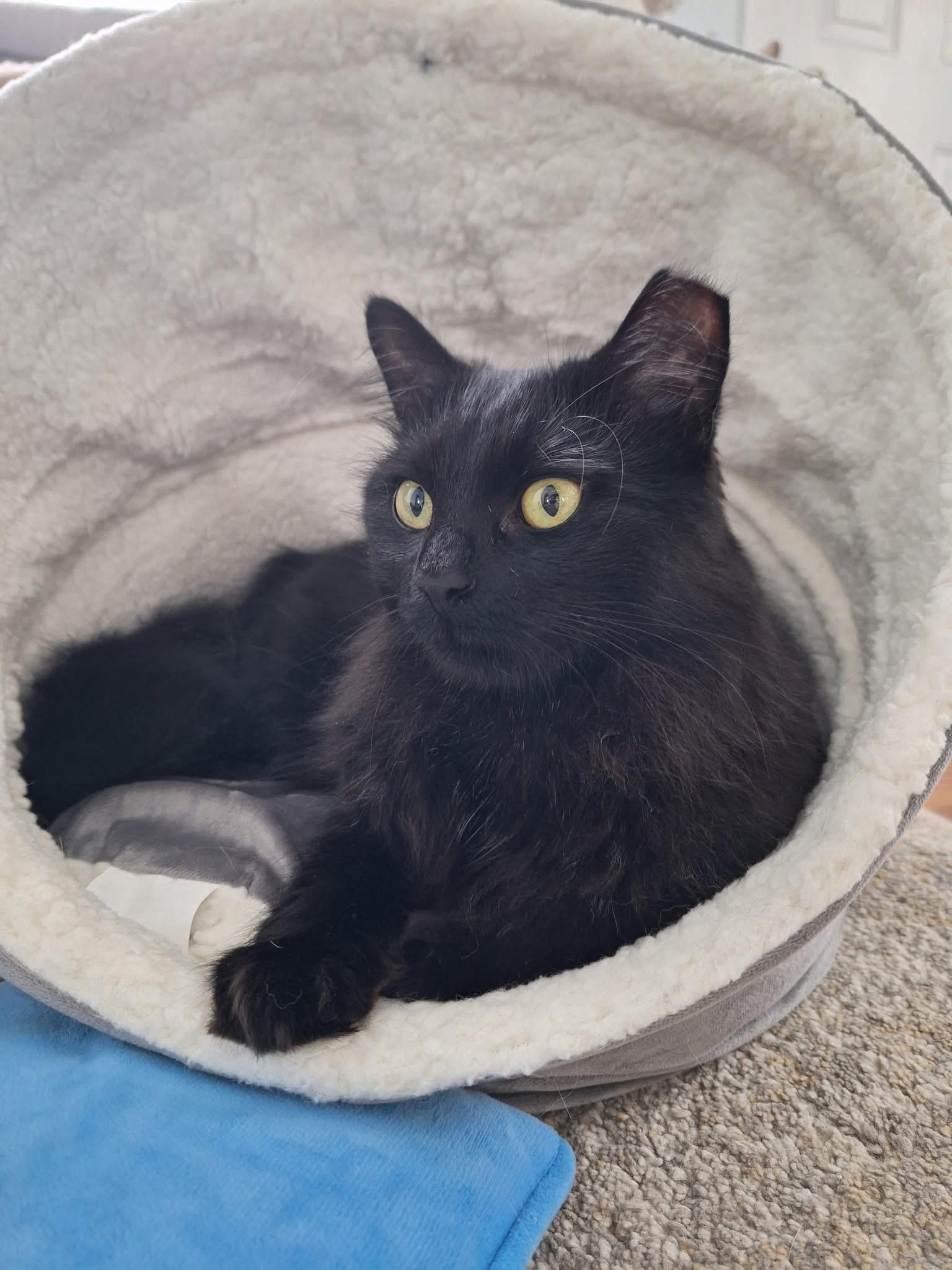 Sparrow, a ADOPTABLE Domestic Medium Hair in Carnegie, PA image 4/6