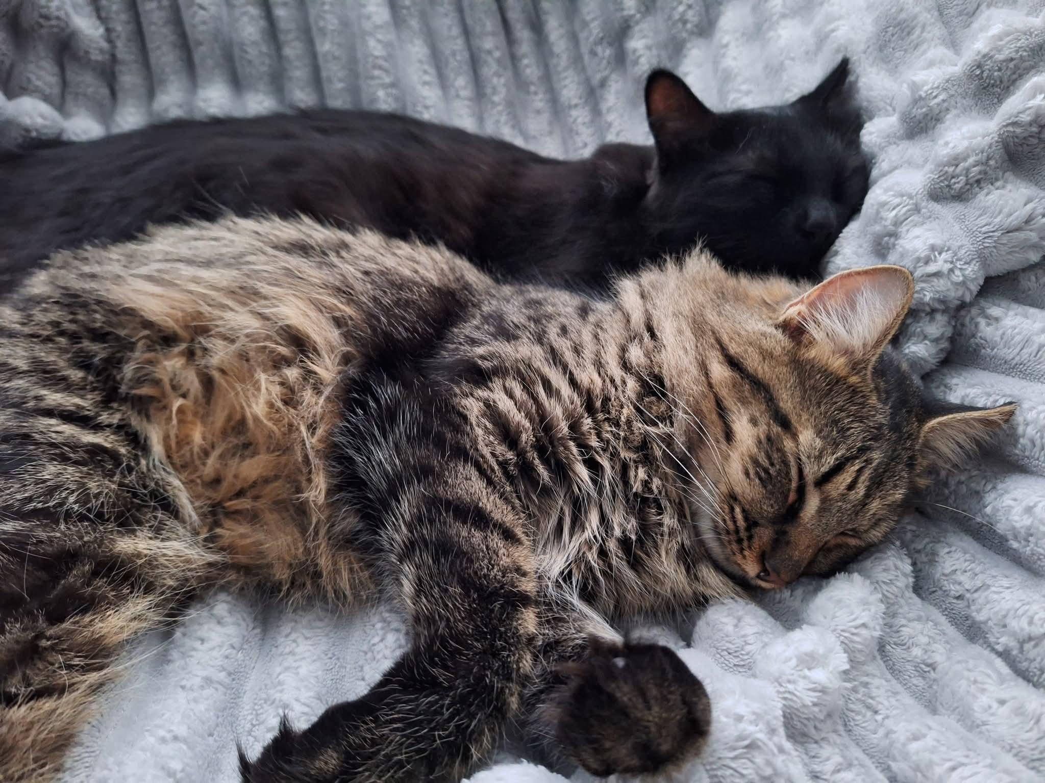 Enlarge Sparrow, a ADOPTABLE Domestic Medium Hair in Carnegie, PA image 4/6