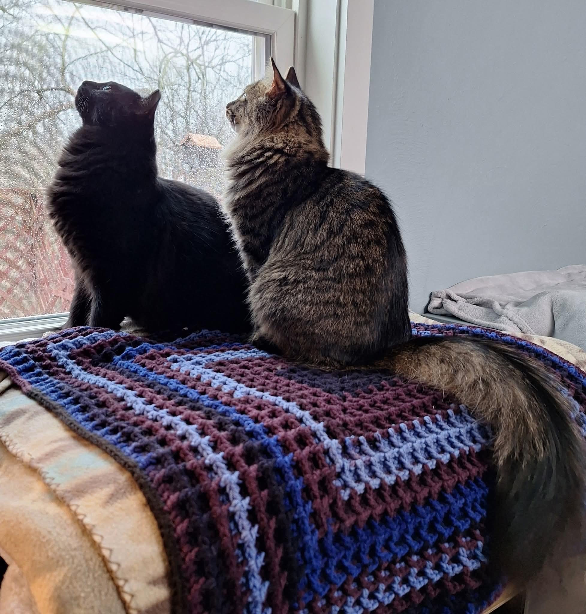 Enlarge Sparrow, a ADOPTABLE Domestic Medium Hair in Carnegie, PA image 5/6