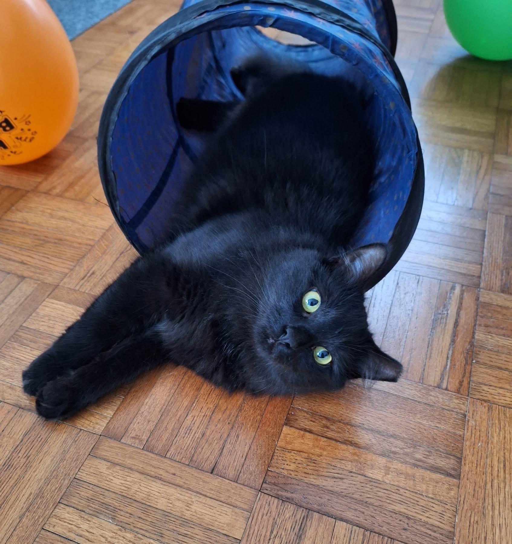 Enlarge Sparrow, a ADOPTABLE Domestic Medium Hair in Carnegie, PA image 3/6