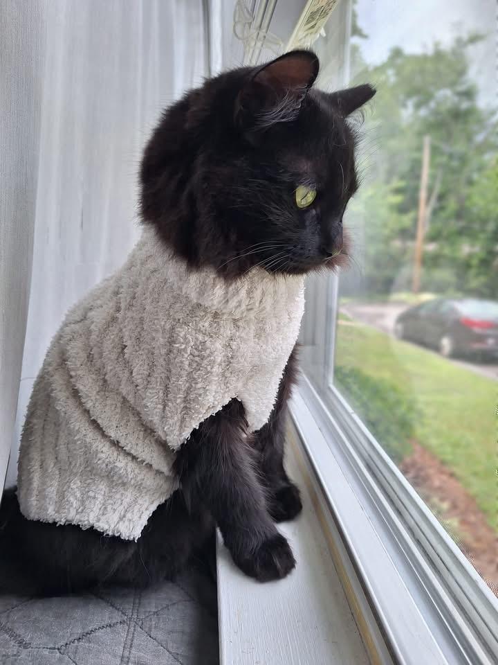 Sparrow, ADOPTABLE, Young Male Domestic Medium Hair.