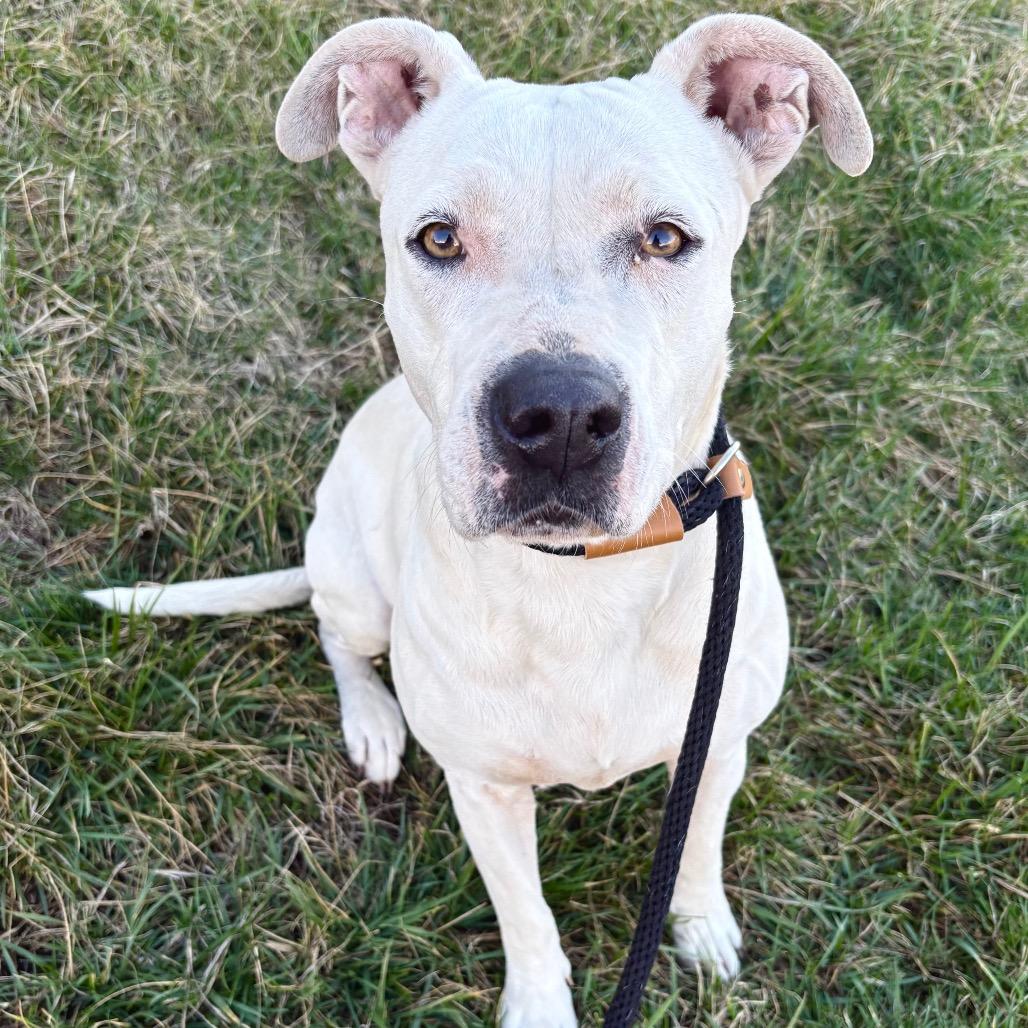 Enlarge Luna, a Adoptable Pit Bull Terrier in St Joseph, MO image 1/2