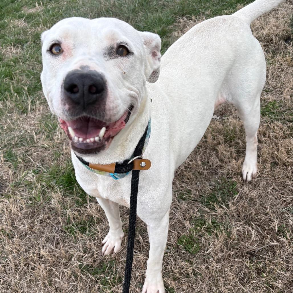 Luna, a Adoptable Pit Bull Terrier in St Joseph, MO image 1/4