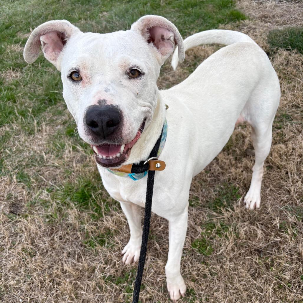 Luna, a Adoptable Pit Bull Terrier in St Joseph, MO image 2/4
