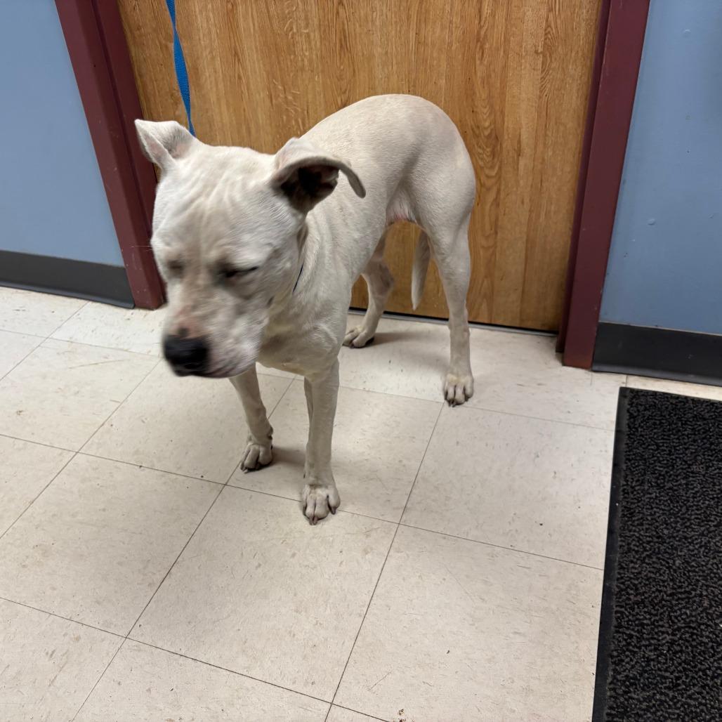 Enlarge Luna, a Adoptable Pit Bull Terrier in St Joseph, MO image 2/2