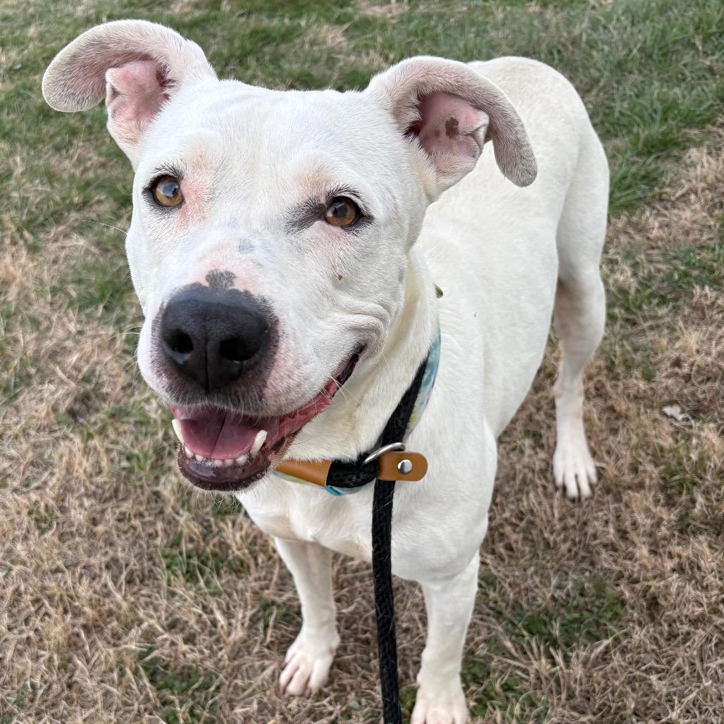 Luna, a Adoptable Pit Bull Terrier in St Joseph, MO image 3/4