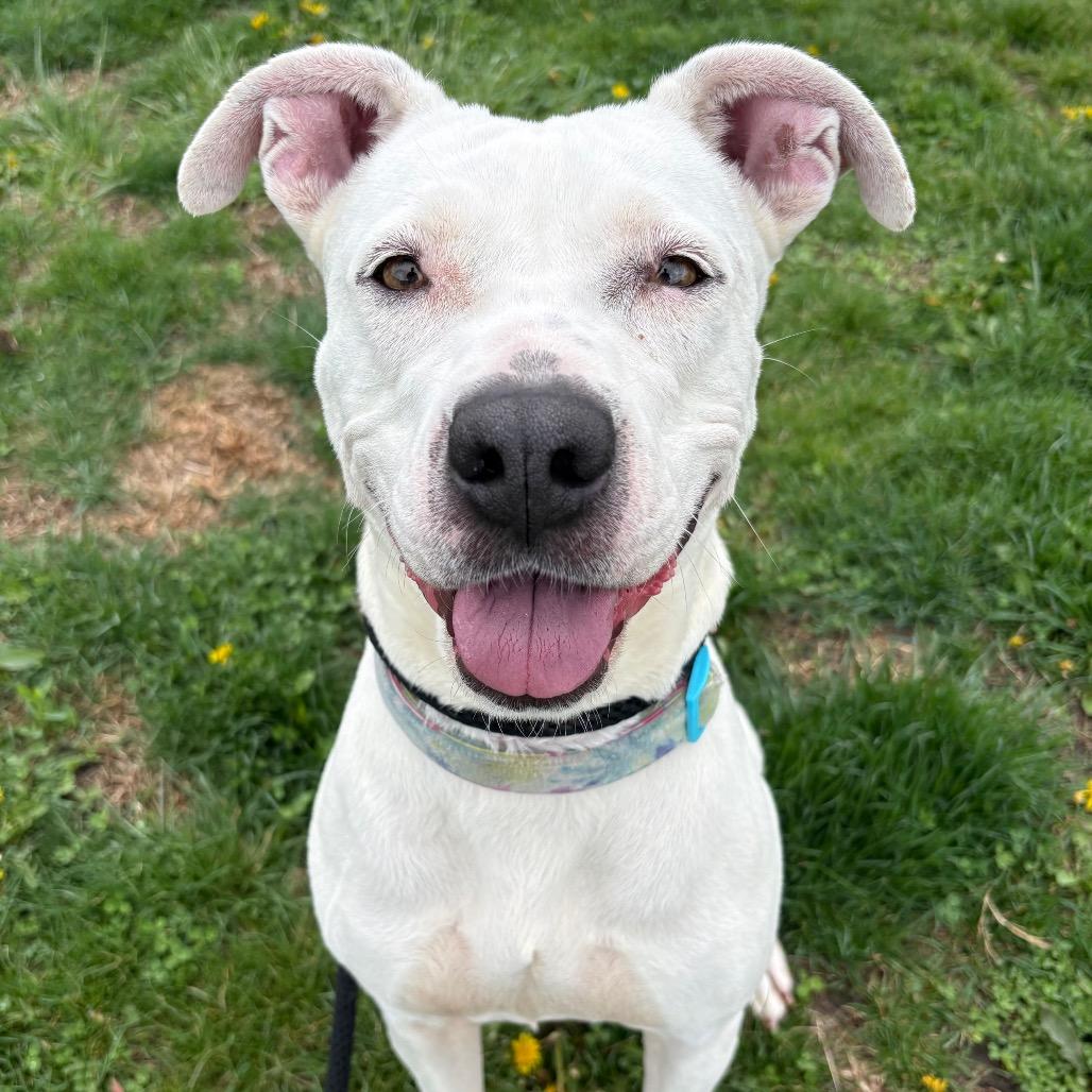 Enlarge Luna, a Adoptable Pit Bull Terrier in St Joseph, MO image 4/5