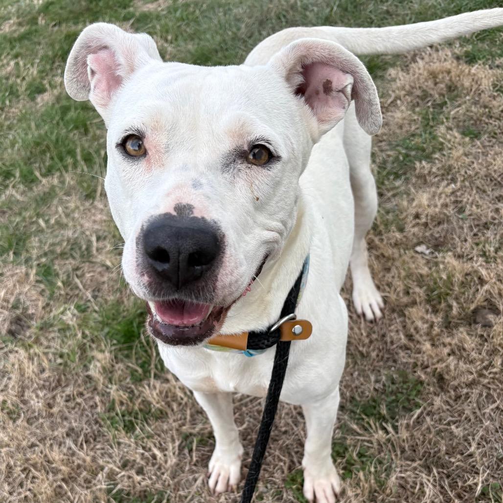 Luna, a Adoptable Pit Bull Terrier in St Joseph, MO image 4/4
