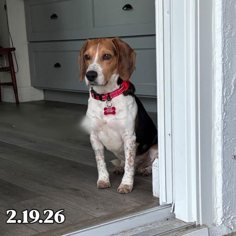 Steven, a Adoptable Beagle in Tampa, FL image 1/3