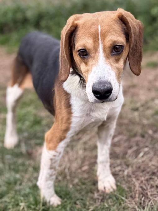 Steven, a Adoptable Beagle in Tampa, FL image 2/3