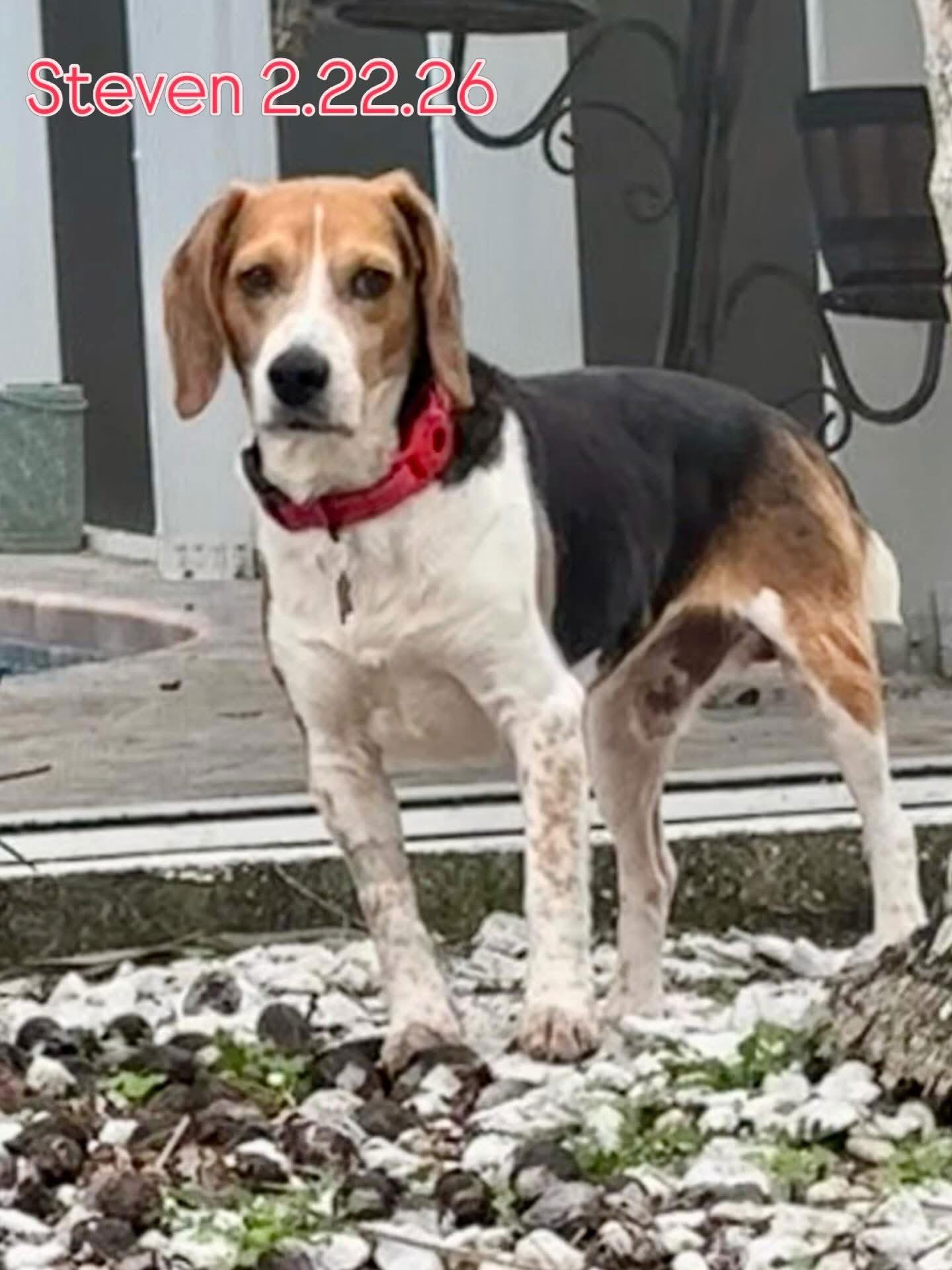Steven, a Adoptable Beagle in Tampa, FL image 3/3