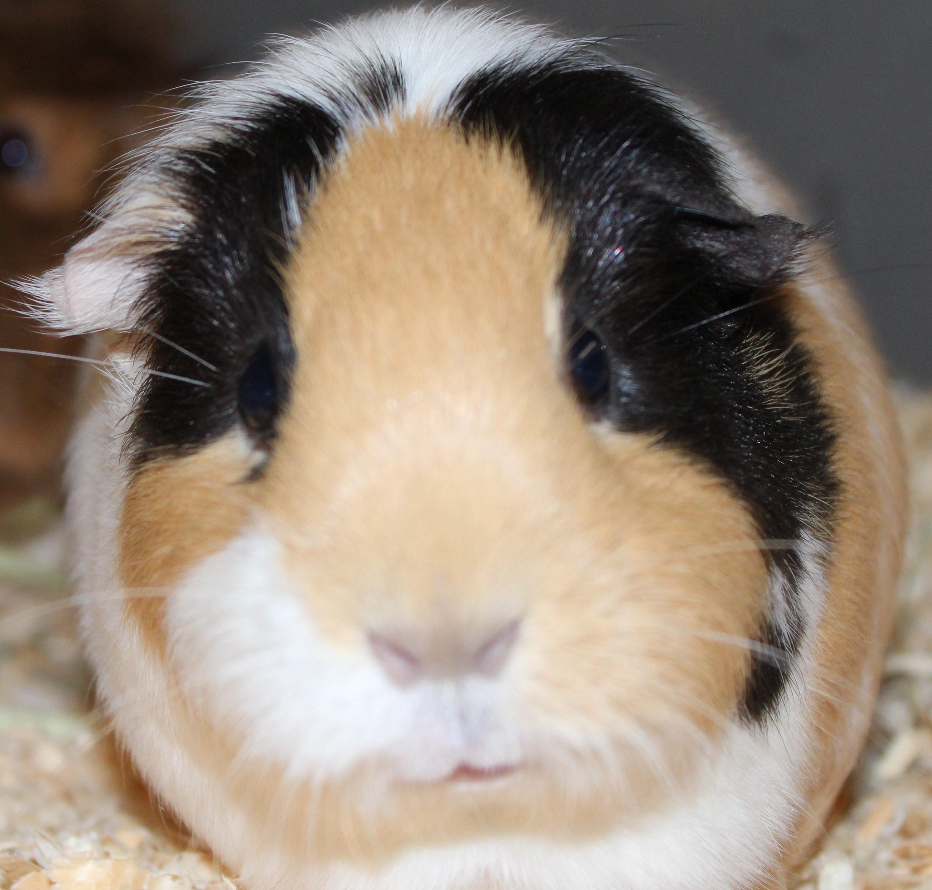 Enlarge Bobo, a Adoptable Guinea Pig image 1/1