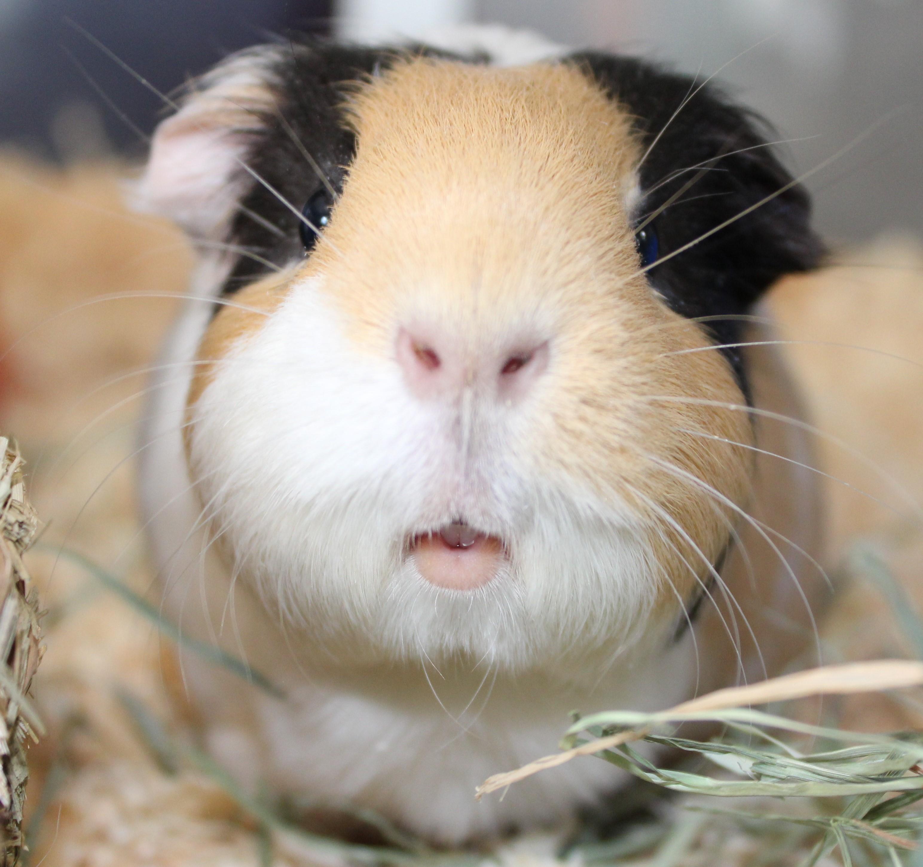 Enlarge Bobo, an adopted Guinea Pig in Mississauga, ON image 4/5